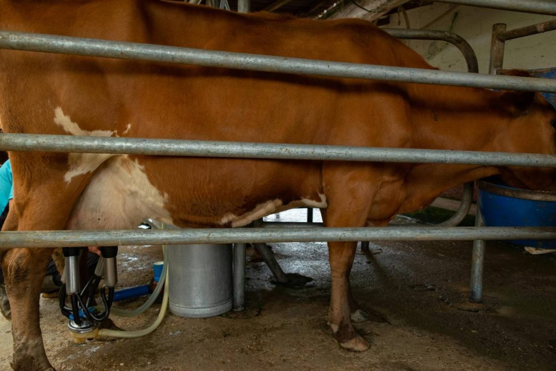 Os Tipos De Ordenha E Como Manejar Os Animais