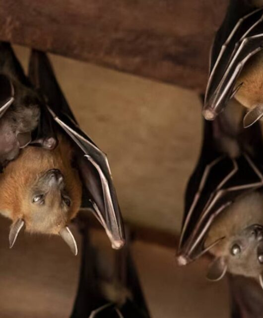 imagem de morcegos de ponta cabeça