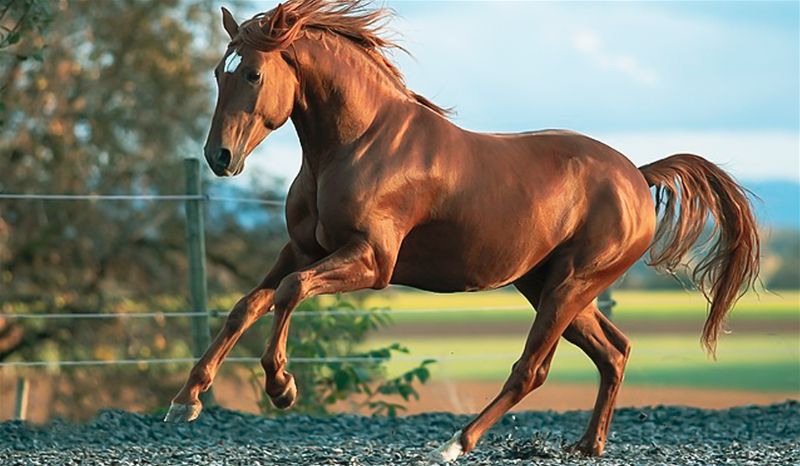 Raças de cavalo Conheça as principais criadas no Brasil