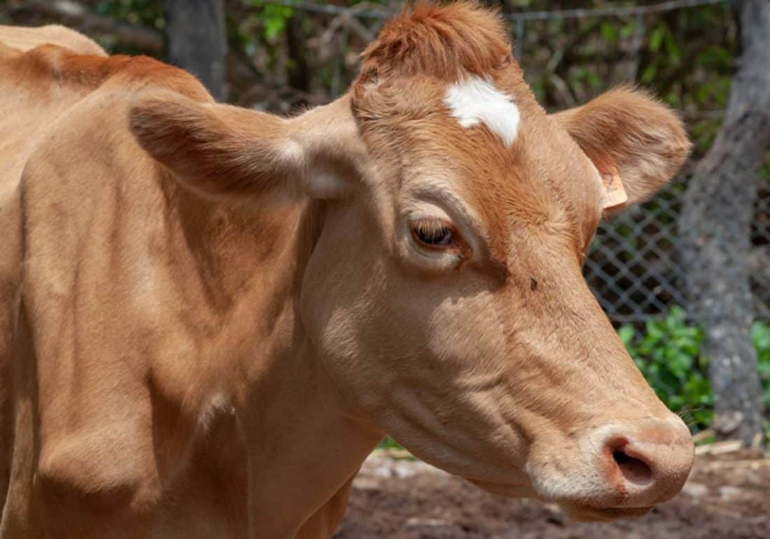 Carbúnculo bovino o que é origem e sintomas