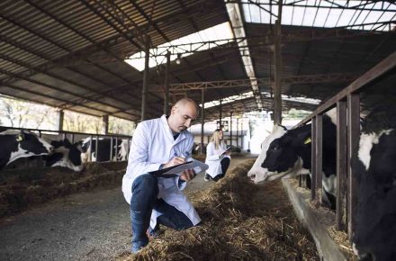 Imagem de um médico veterinário anotando em sua prancheta ao lado de uma vaca em um galpão de dia