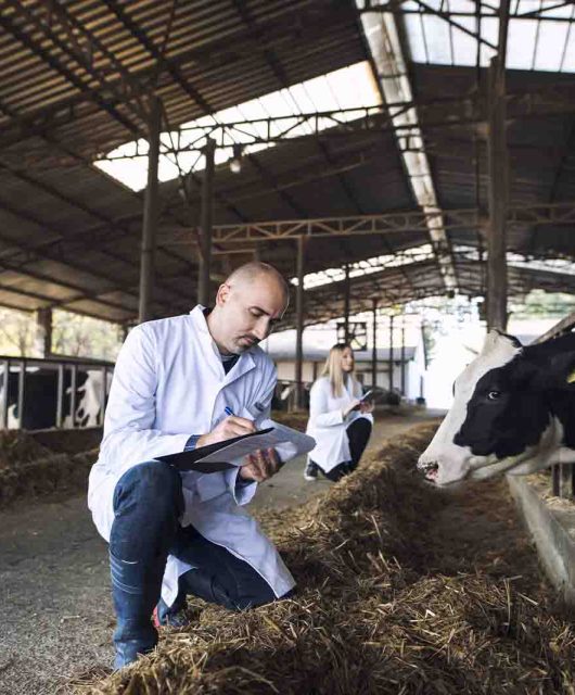 Imagem de um médico veterinário anotando em sua prancheta ao lado de uma vaca em um galpão de dia