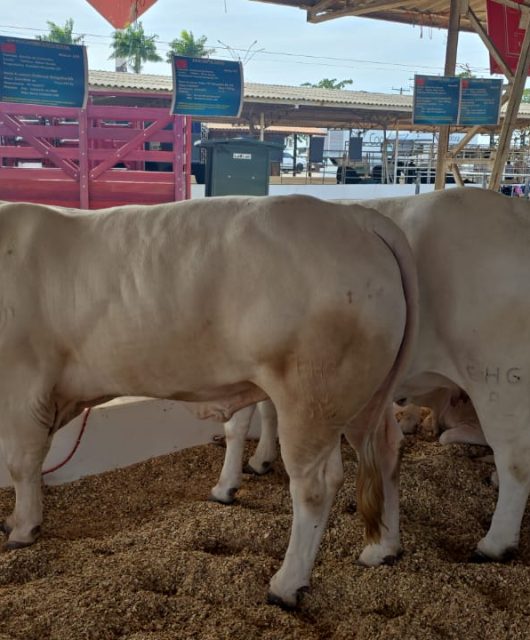 Gado de corte em exposição na feira agropecuária