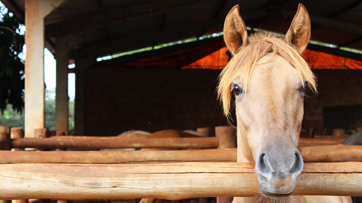 As principais doenças que atacam os cavalos - Blog Agroline