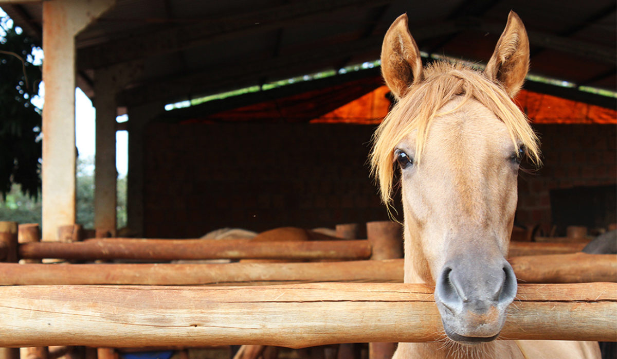 O capim que pode matar os cavalos. 