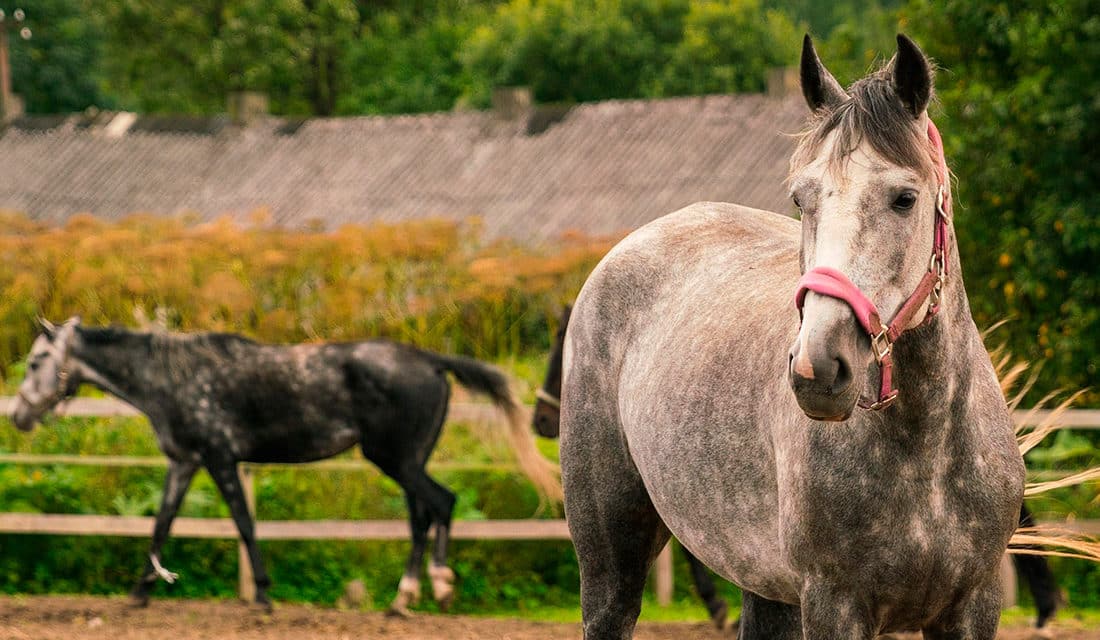 As principais doenças que atacam os cavalos - Blog Agroline