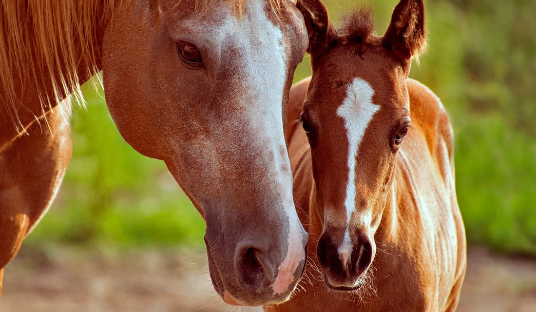 As principais doenças que atacam os cavalos - Blog Agroline