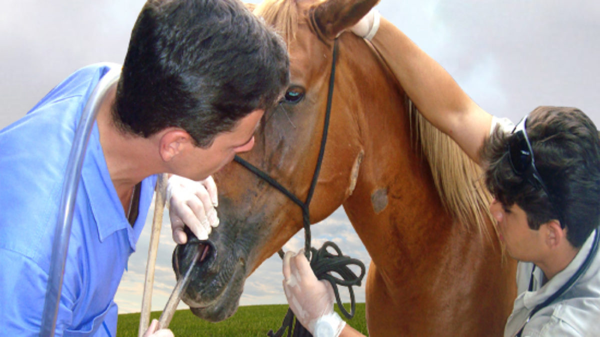 As principais doenças que atacam os cavalos - Blog Agroline