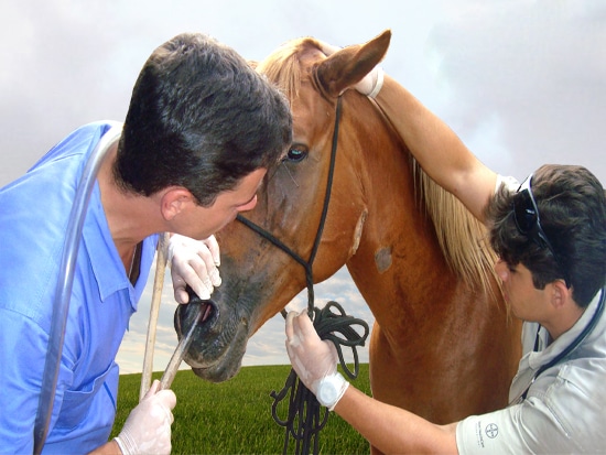 Cavalo que bate as mãos no chão.  Cavalo que bate as mãos no chão