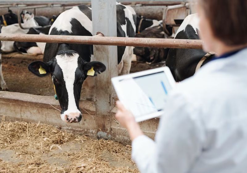 imagem de um homem mexendo em um tablet na frente de um gado 