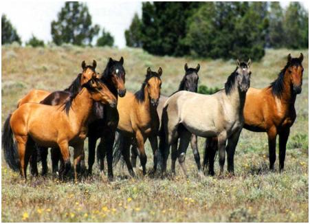 cavalos agrupados no pasto