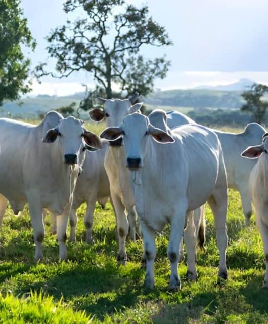 Rebanho de bovinos na pastagem