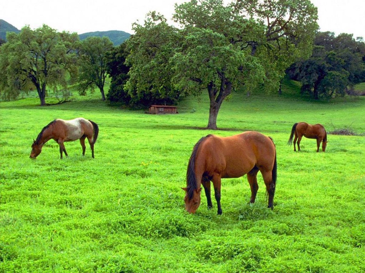 Capim Massai pode matar seu cavalo! 