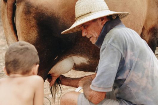 pai com um chapeu de pai ensinando o filho pequeno a fazer ordenha em uma vaca leiteira