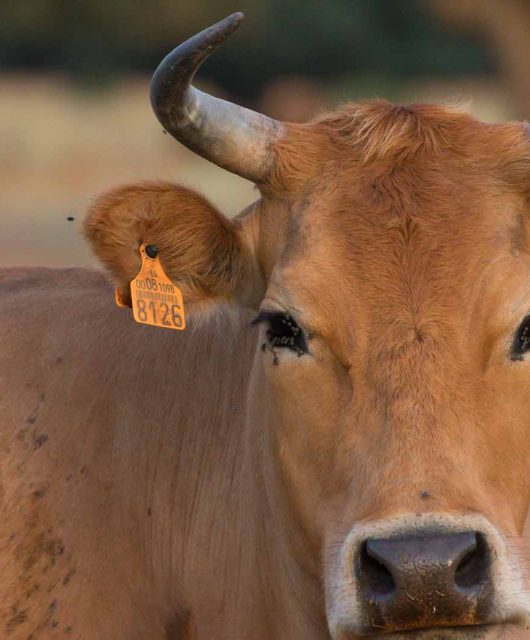 Imagem de um boi em um pasto, durante o dia.