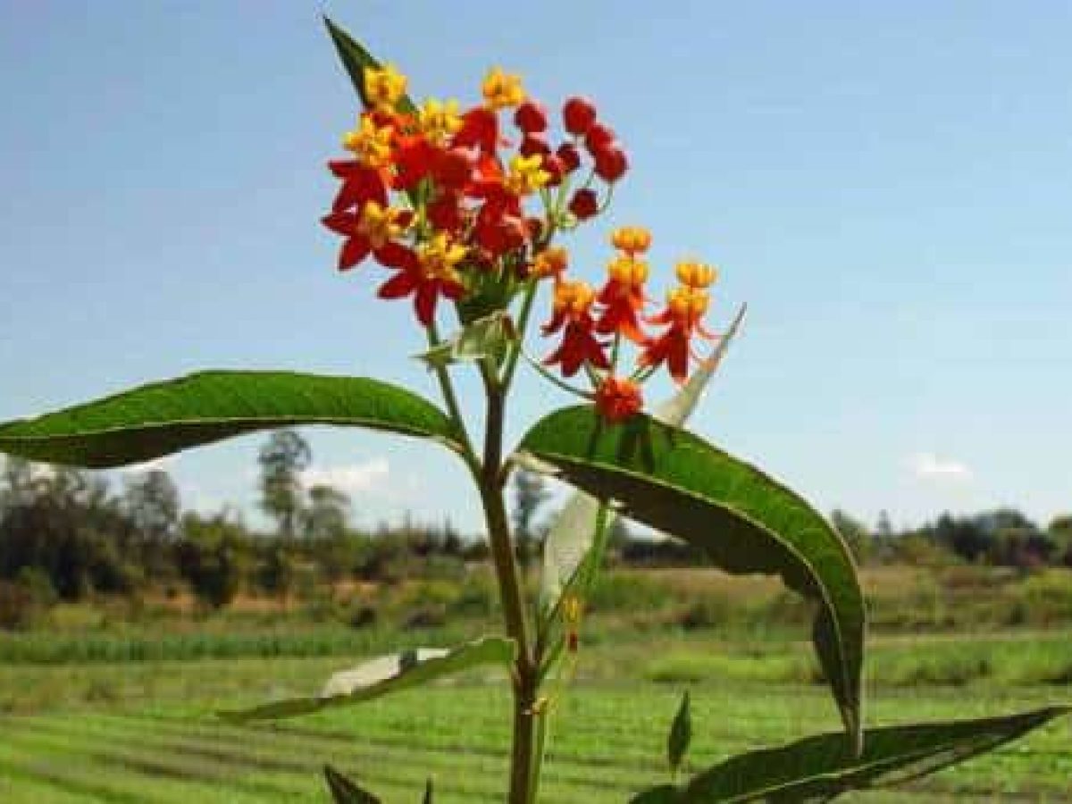 Asclepias curassavica L. Planta tóxica