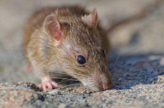 foto em close de um rato