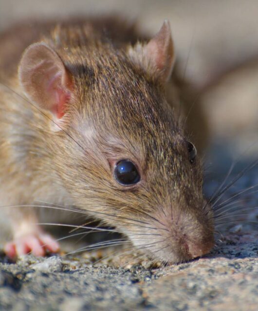 foto em close de um rato