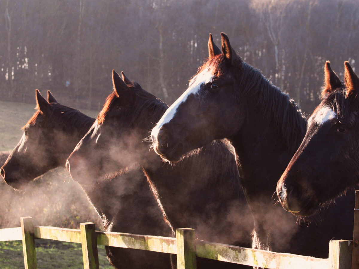 Temperaturas altas provocam a morte de cavalo que transportava