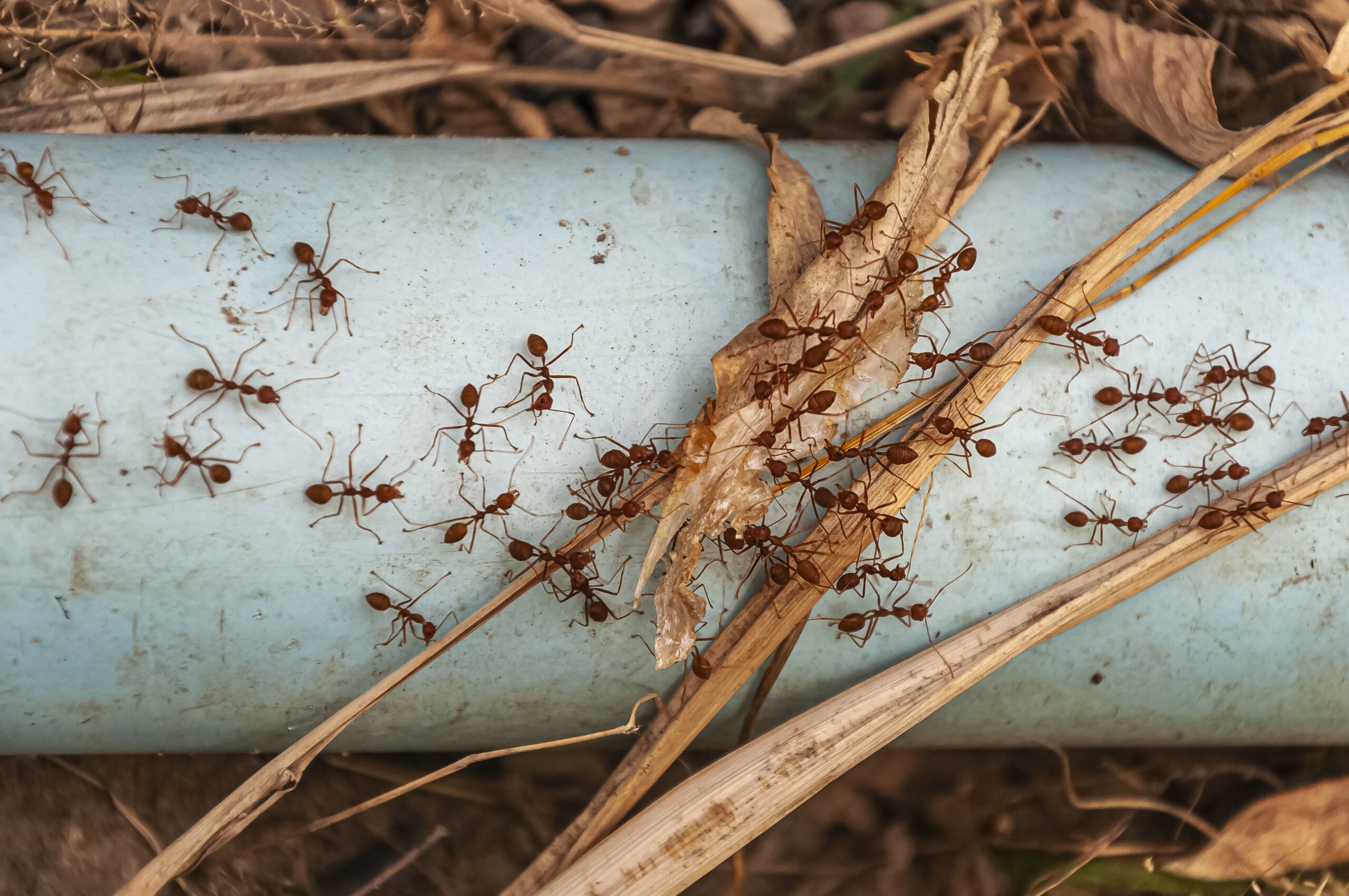 foto de formigas andando sobre um cano