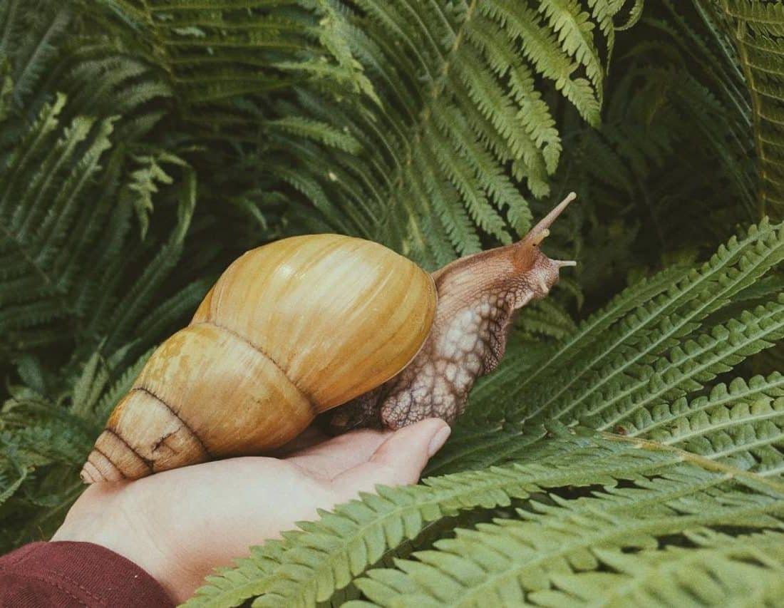 Como acabar com lesmas e caramujos: dicas práticas