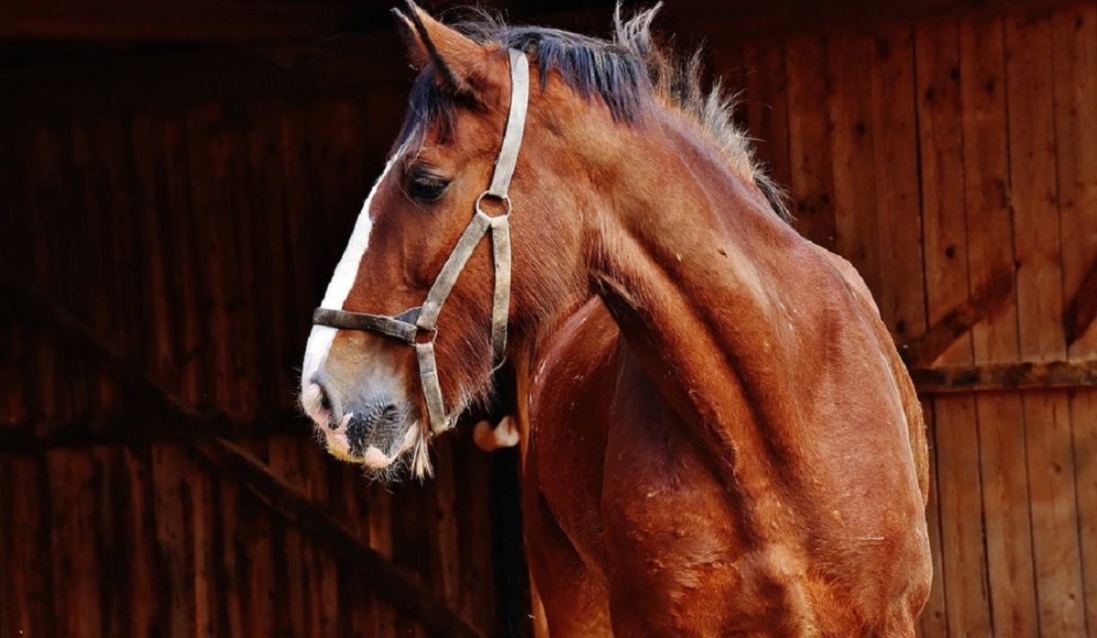 Diarreia em cavalos: causas, sintomas e tratamento
