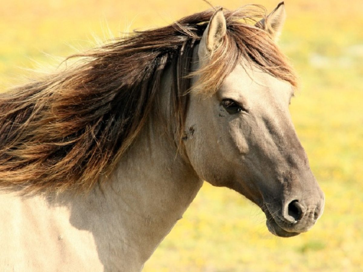Cabelo comprido lindo com rabo de cavalo, closeup, cabelo feminino