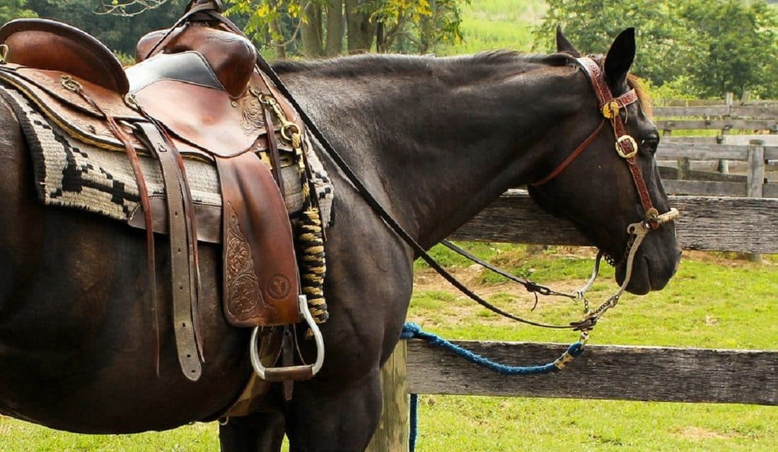 AS PEÇAS - PARTE VI - OS CAVALOS