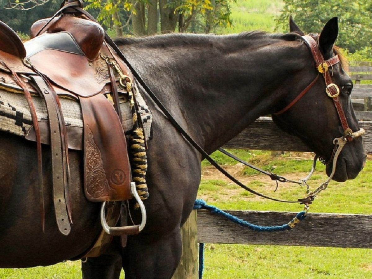 Rédea cabeçada e peiteira traia de frente cavalo crioulo em Brasil