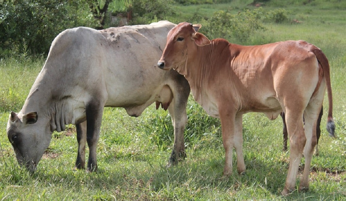 Verrugas no gado saiba como prevenir e tratar Blog Agroline