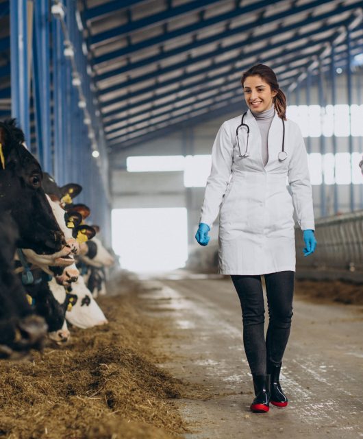 veterinários olhando para bovinos