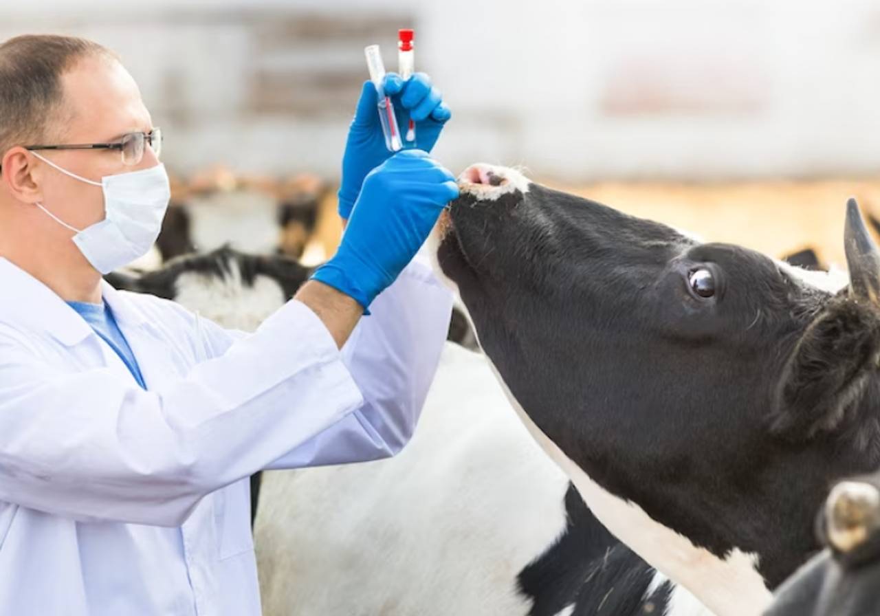 imagem de um veterinário fazendo exame em um gado 