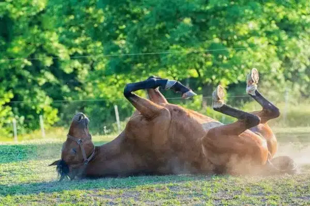 Cólica em Cavalos, que mal é esse que mata os animais? - Agron Agronégocios  Online