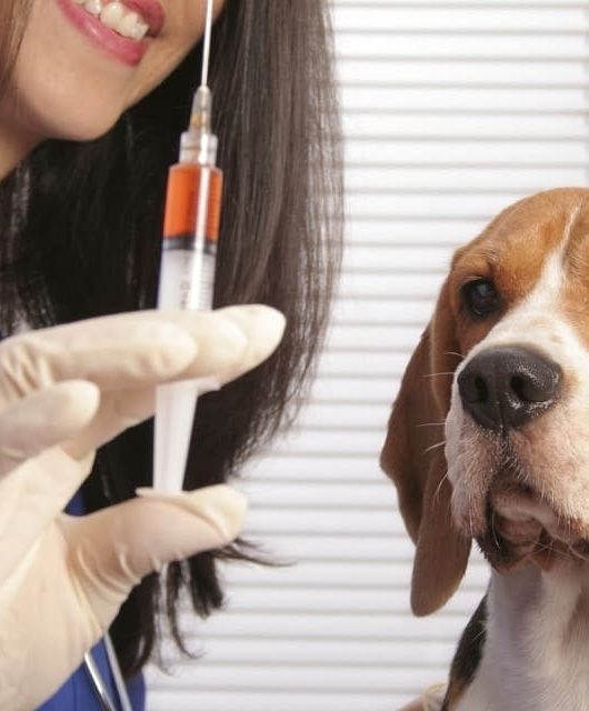 veterinária segurando uma vacina do lado de um cão