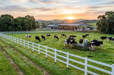 Vacas pastando em fazenda ao pôr do sol
