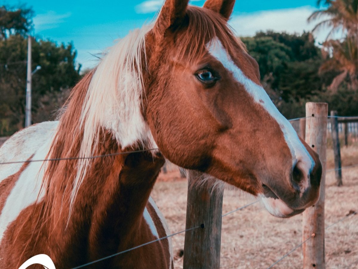 Cavalo saudável, cavalo doente: conheça as características