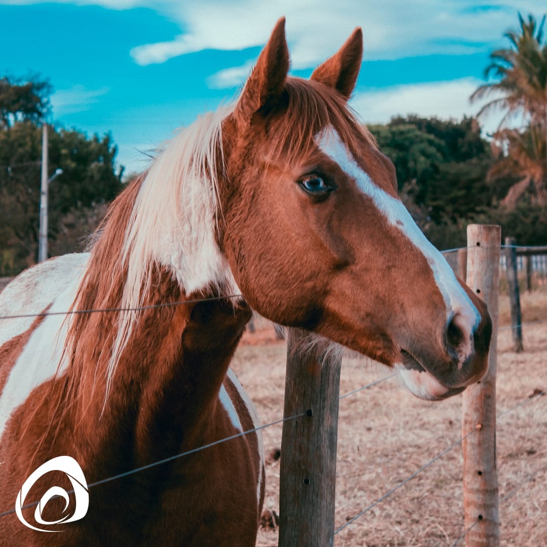 Carne de cavalo é permitida no Brasil? Faz mal? Tire dúvidas, Agronegócios