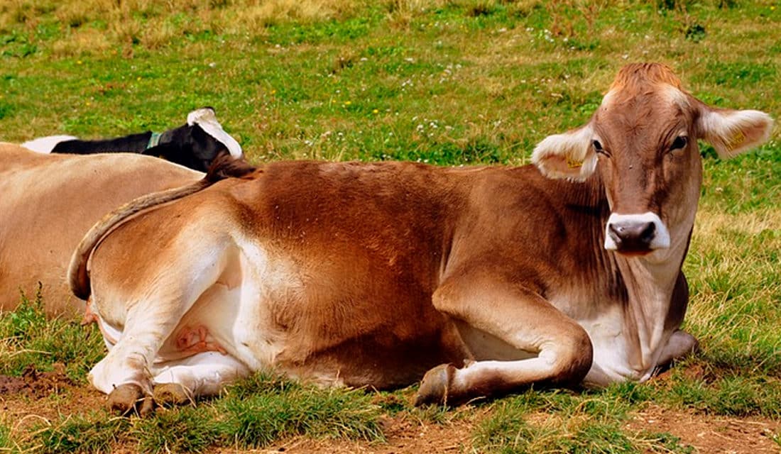 O Que E A Brucelose Seus Efeitos Causas E Prevencao o que e a brucelose seus efeitos