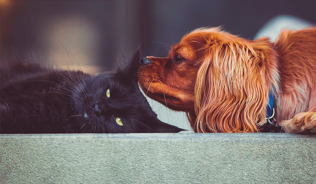 Anticoncepcionais para gatas: saiba os perigos do medicamento nas