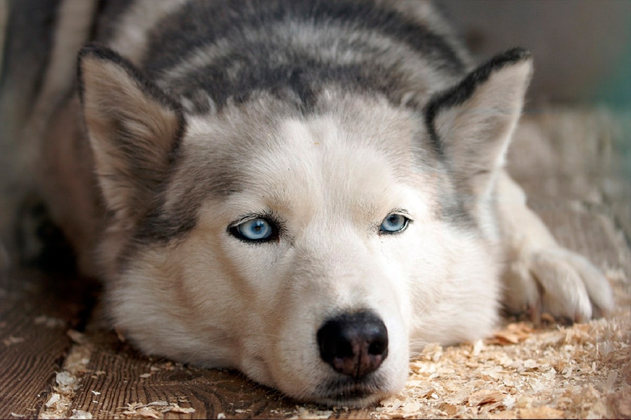 cachorros-no-inverno-08