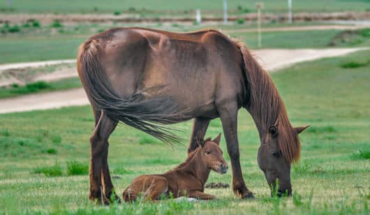 As principais doenças que atacam os cavalos - Blog Agroline