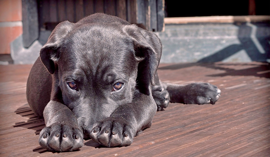 Doxifin, o medicamento indicado para tratamento da erliquiose canina