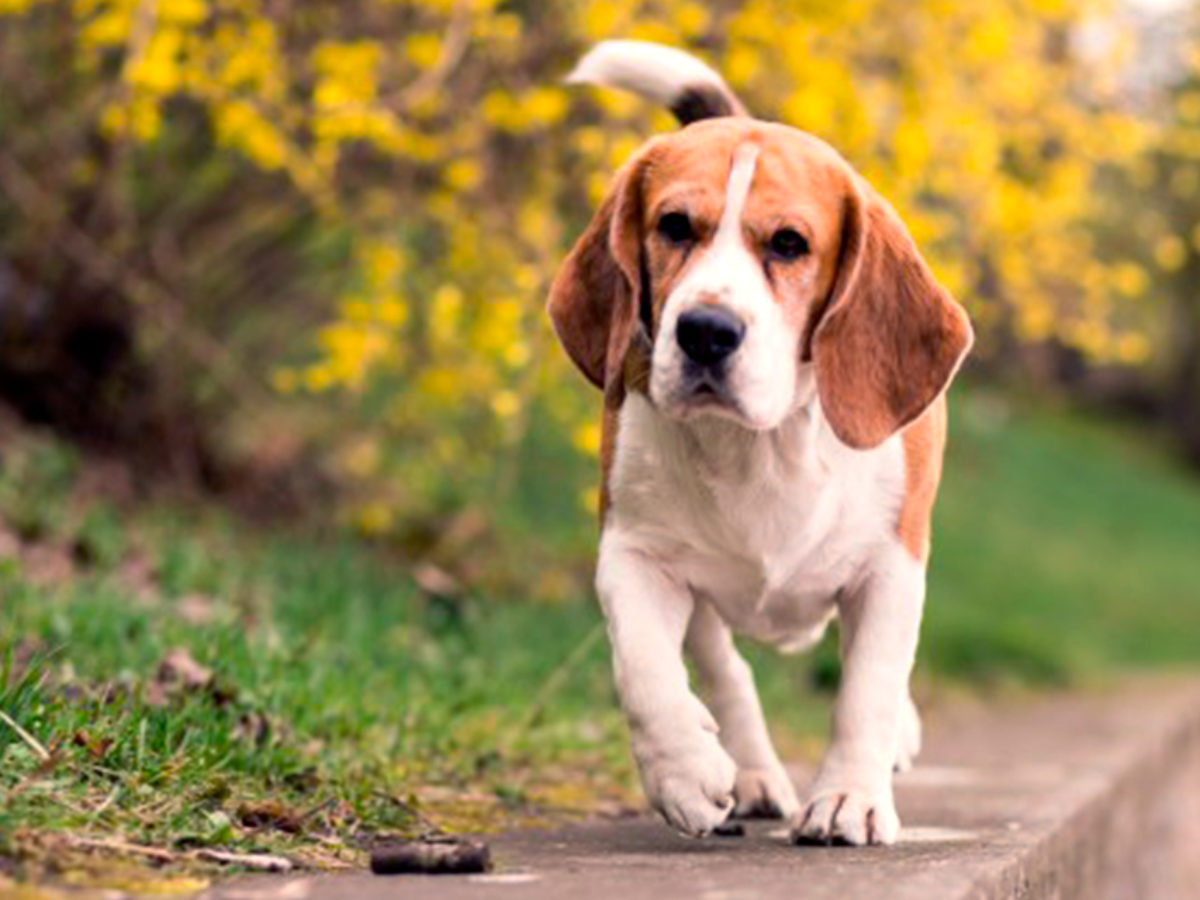 Diarreia canina: causas, sintomas e tratamentos | Agroline