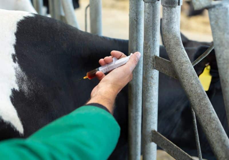 imagem de um veterinário dando vacina em um gado