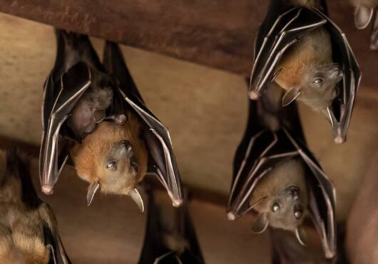 imagem de morcegos de ponta cabeça
