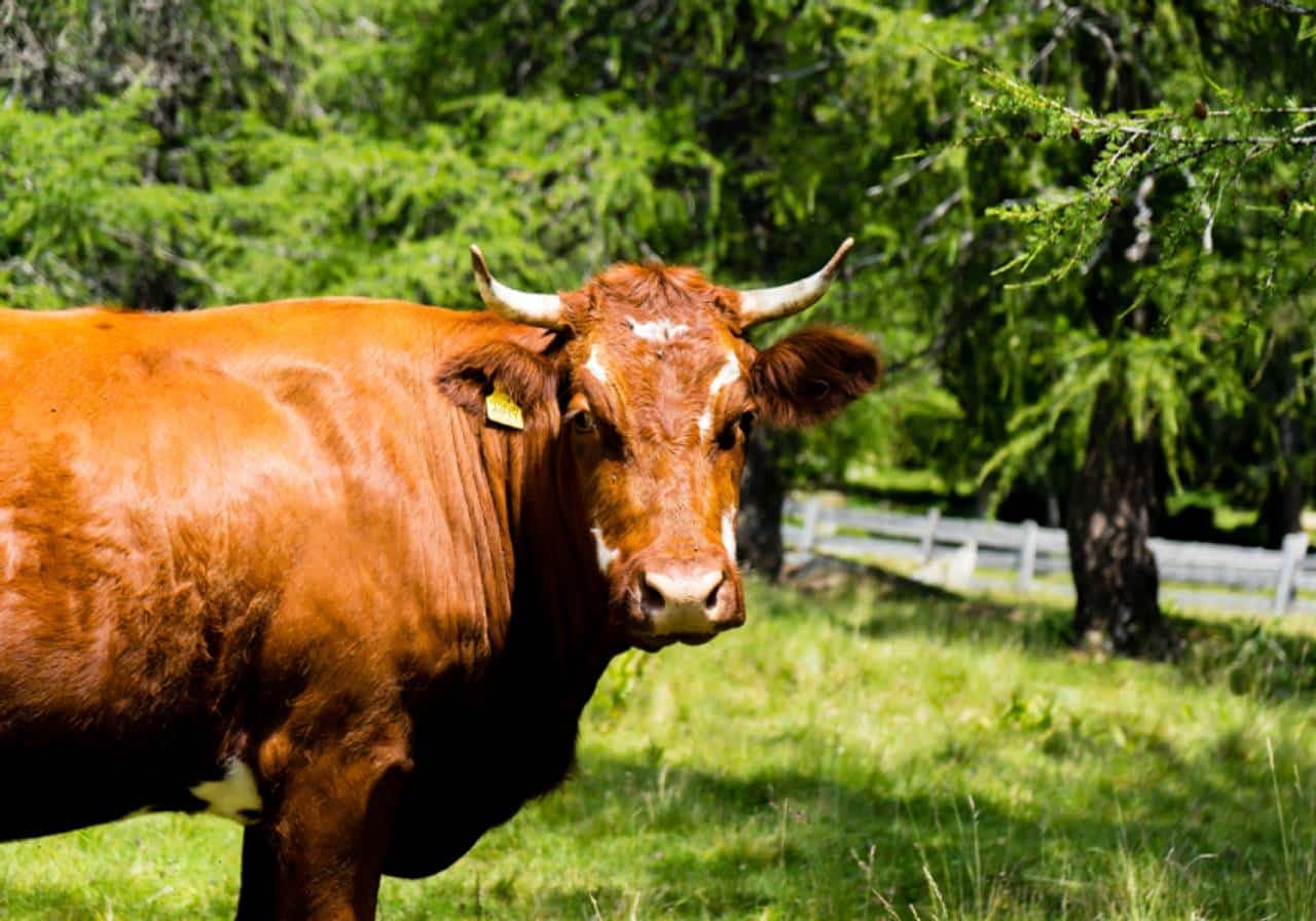 imagem do gado Red Angus no pasto solto 