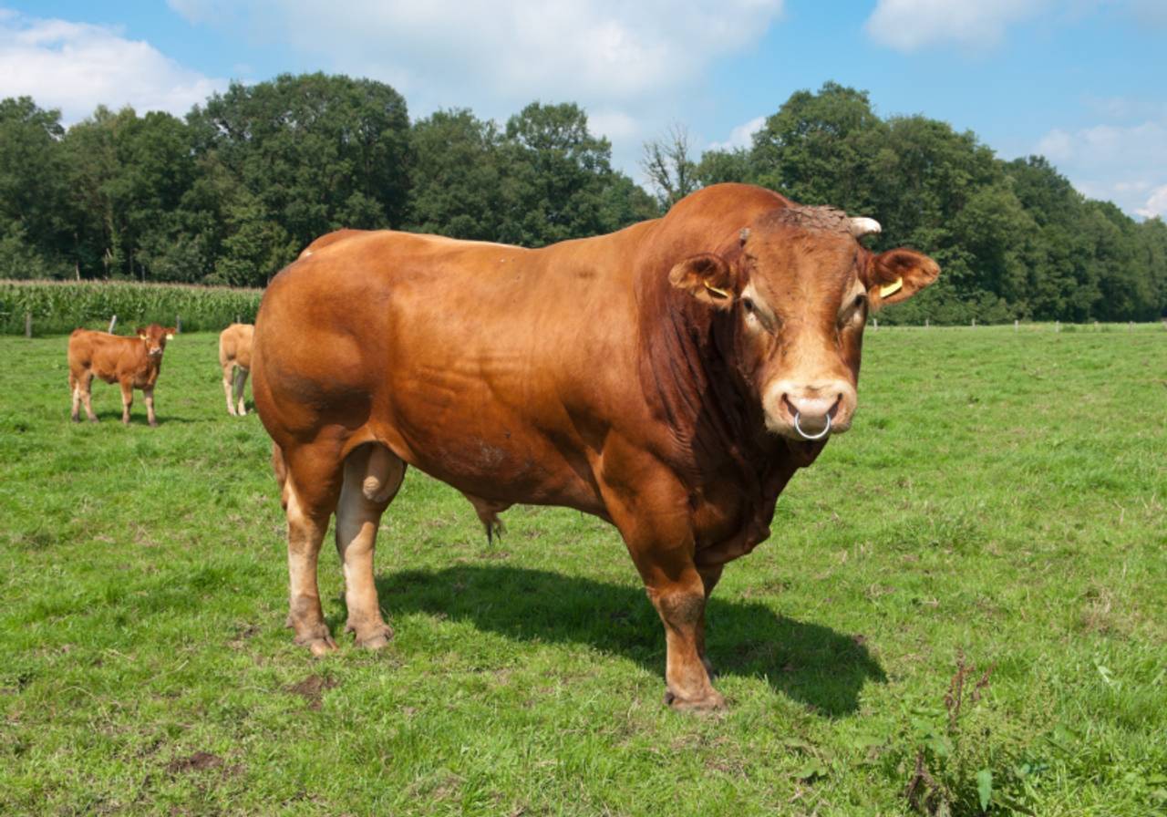 bovino Limousin no pasto 