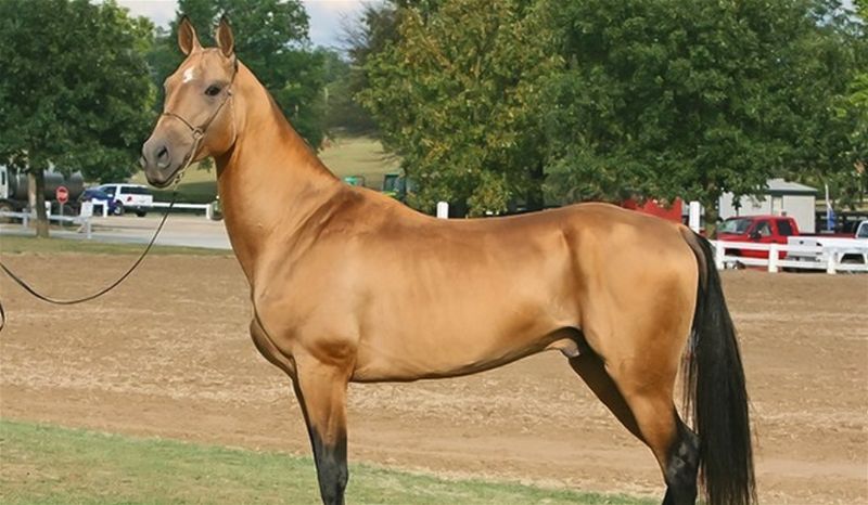 cavalo Akhal Teke