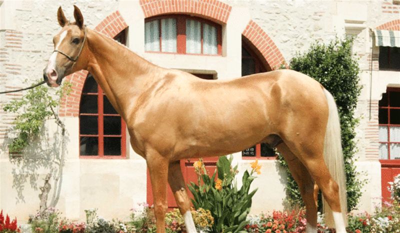 cavalo dourado raça Akhal Teke