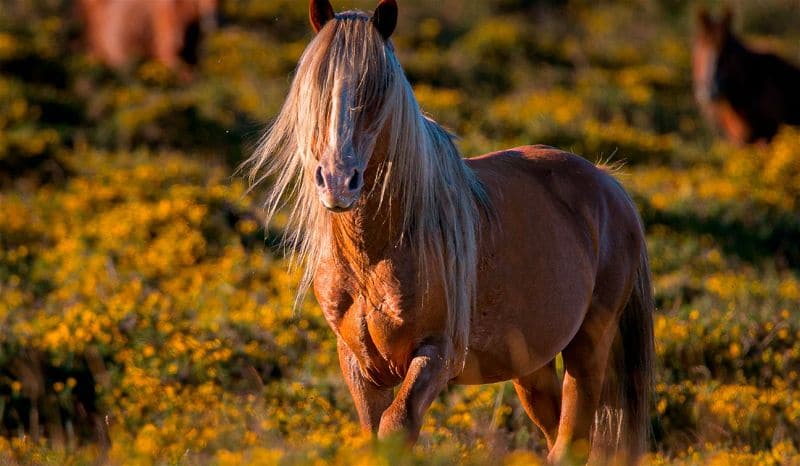 cavalo no pasto 